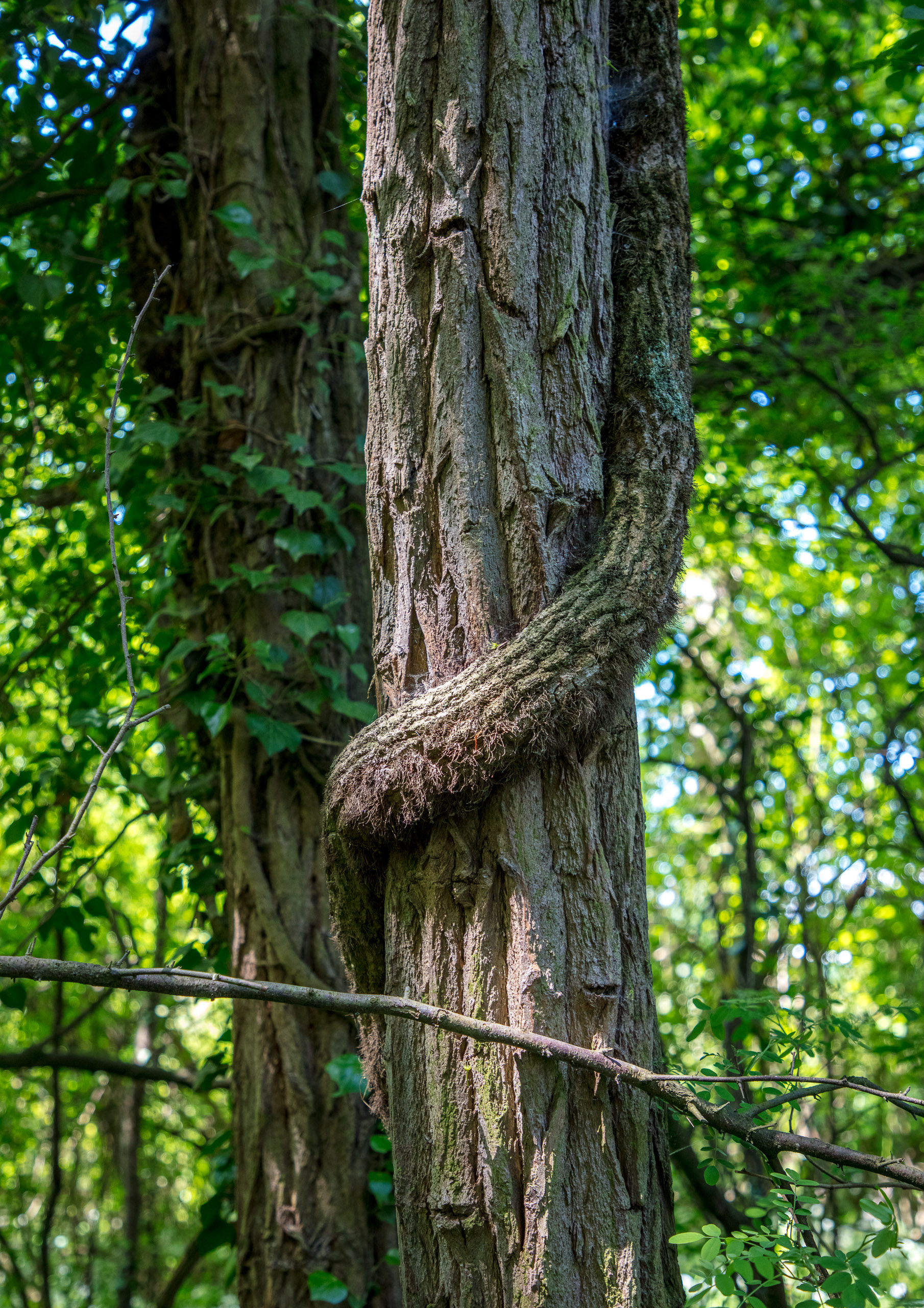 20220508125234 DP017552